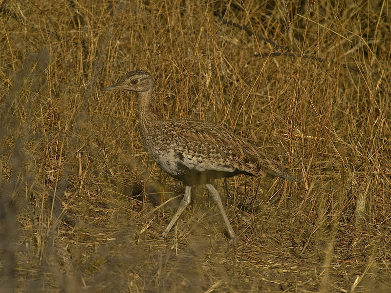 Korhaan, Okonjima